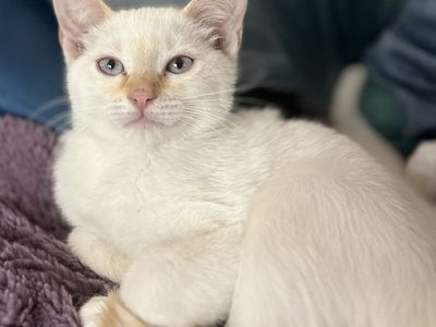 Russian Blue Mix Kitten Considered Hypoallergenic!
