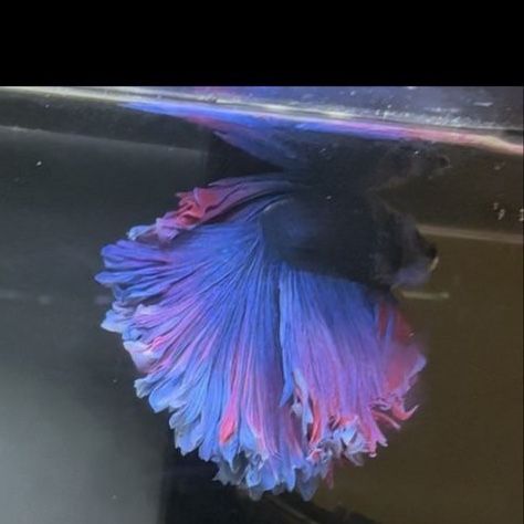 Rose fin betta
