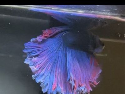 Rose fin betta
