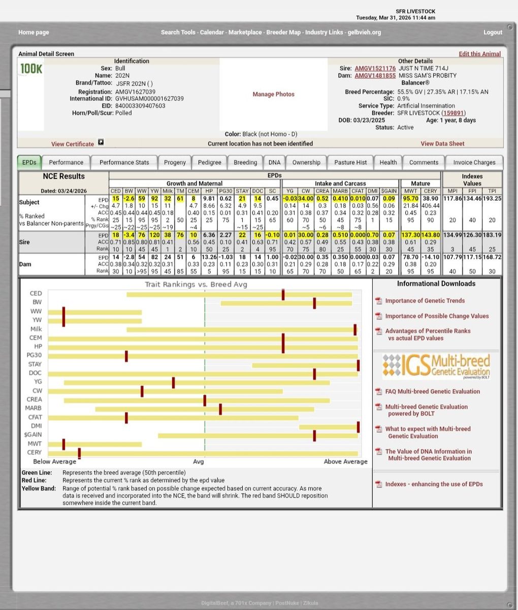Registered Balancer Heifer Bulls *1 Left*