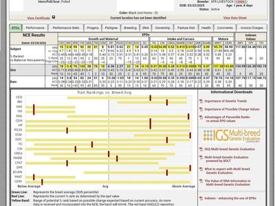 Registered Balancer Heifer Bulls *1 Left*