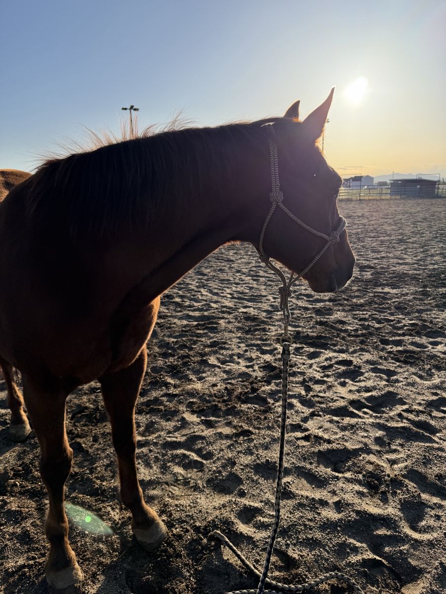 Awesome Gelding - Grandson to Dual Pep