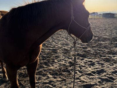 Awesome Gelding - Grandson to Dual Pep