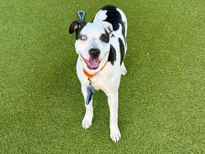 A163171 Feather is Available for Adoption!