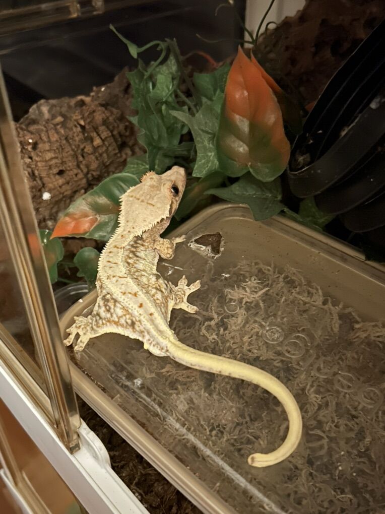 Beautiful Tricolor Lilly White Crested Gecko