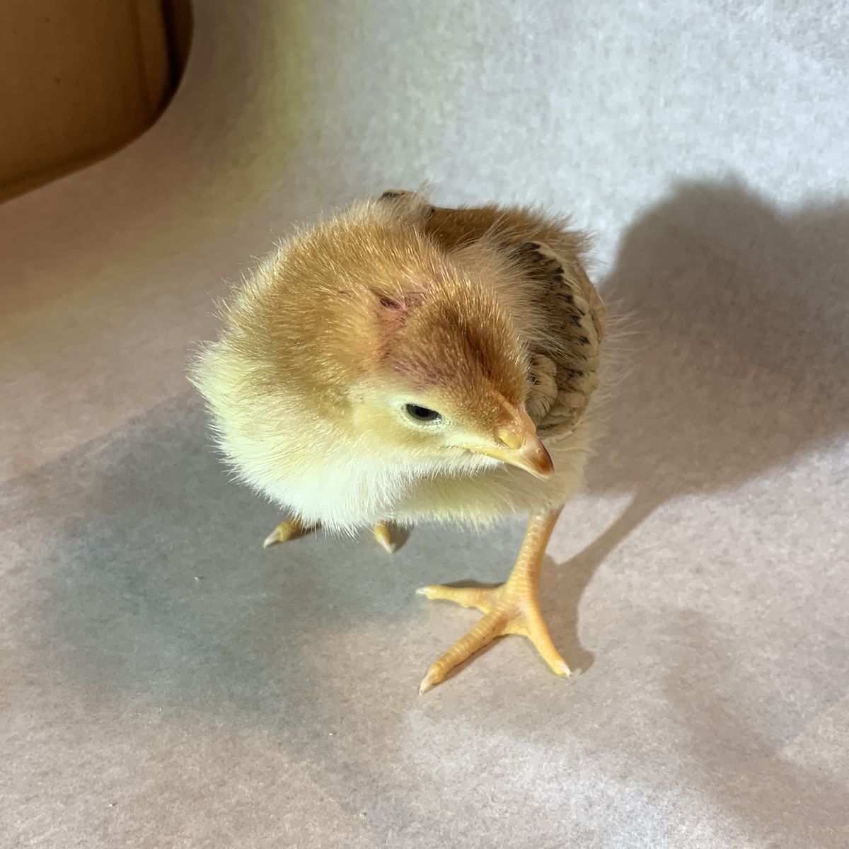 Rhode Island Red Chicks