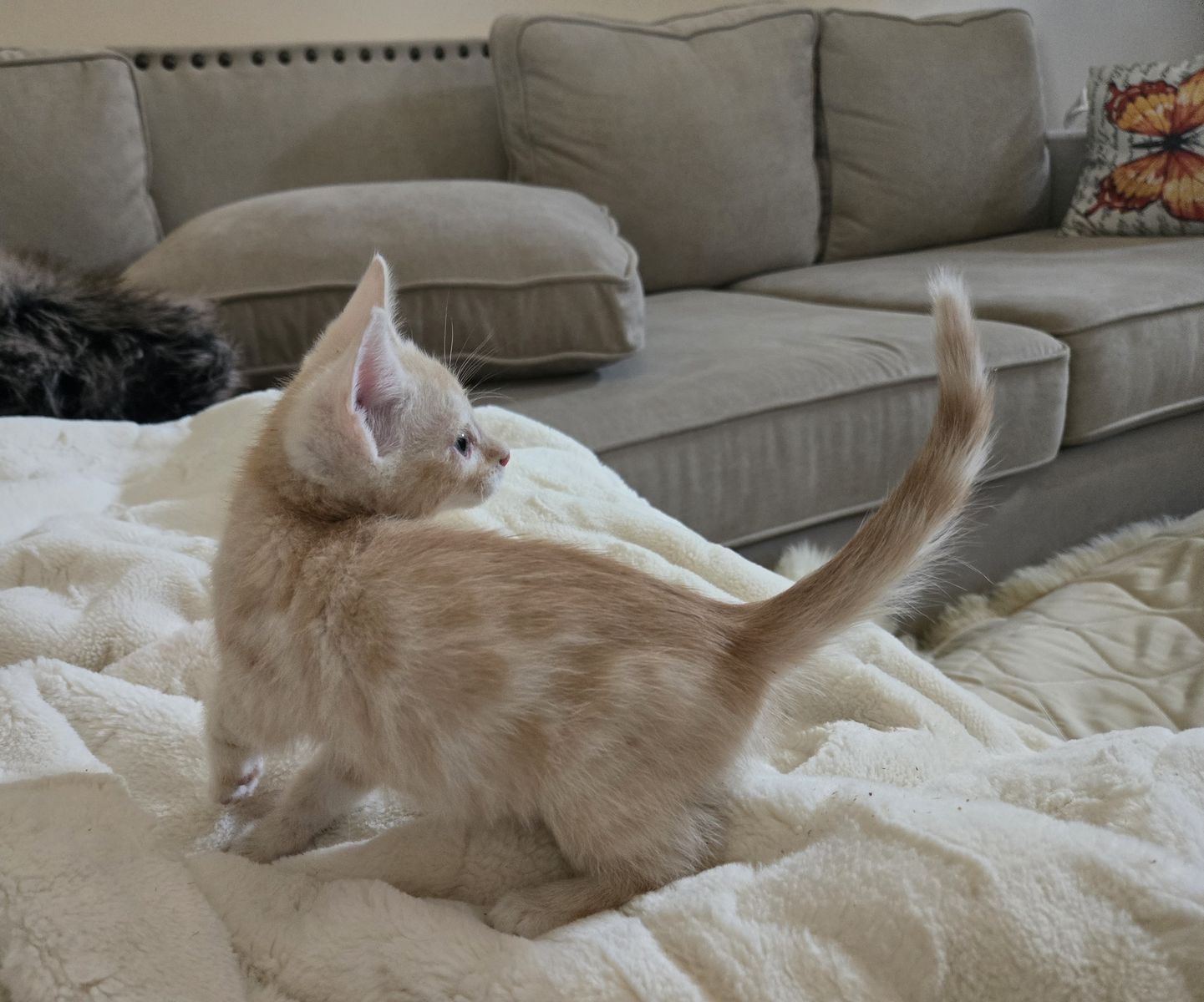 Beautiful Bengal Babies