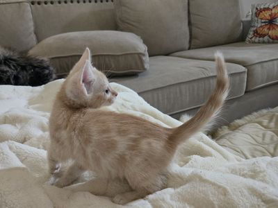 Beautiful Bengal Babies