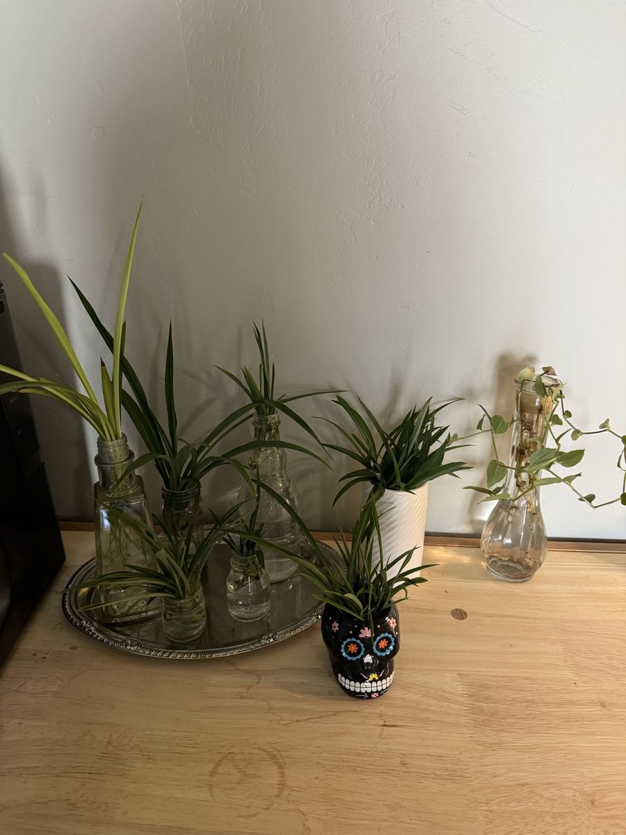 Spider Plant & Vining Plant Cuttings with vase included