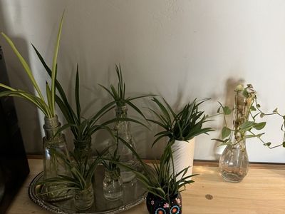 Spider Plant & Vining Plant Cuttings with vase included