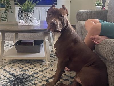 American bully, chocolate red