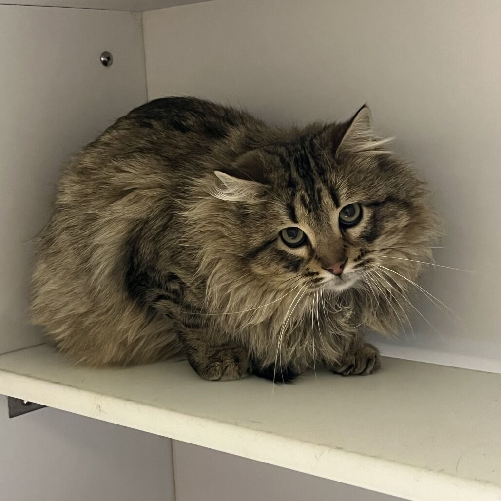 Hello my name is Icicle