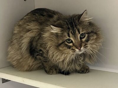 Hello my name is Icicle