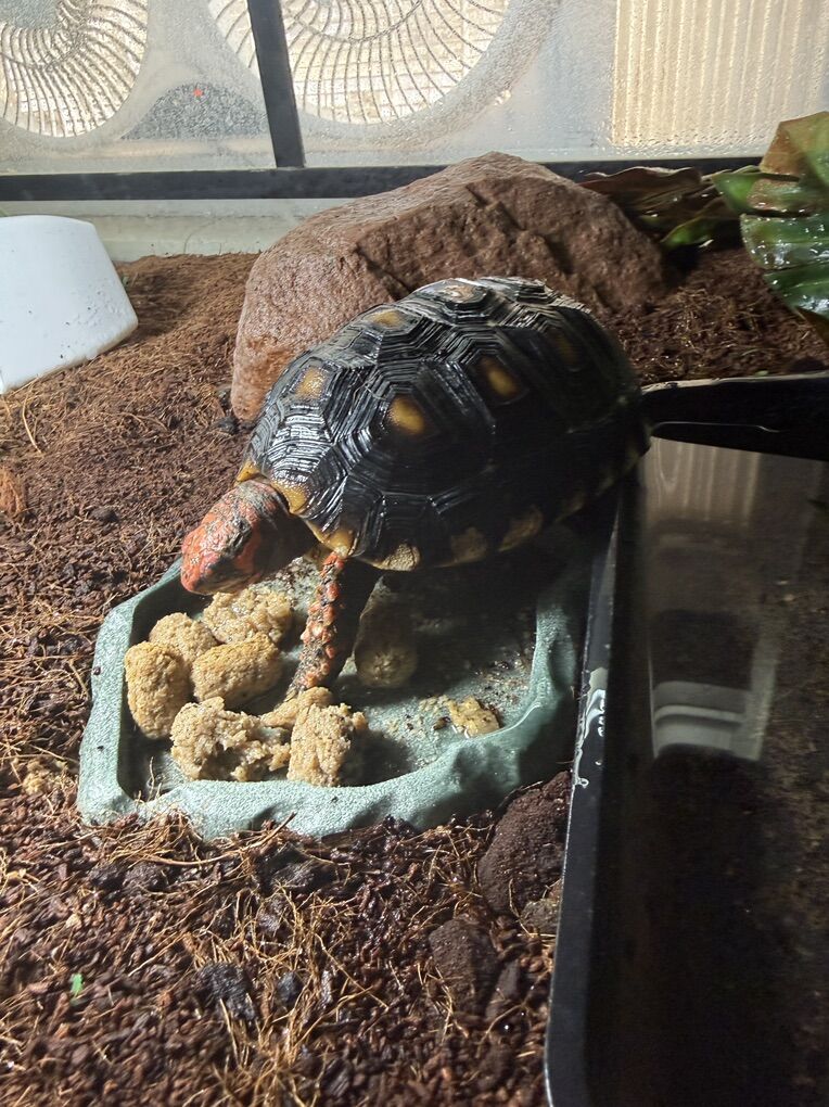 Cherry Head Red Foot Tortoise