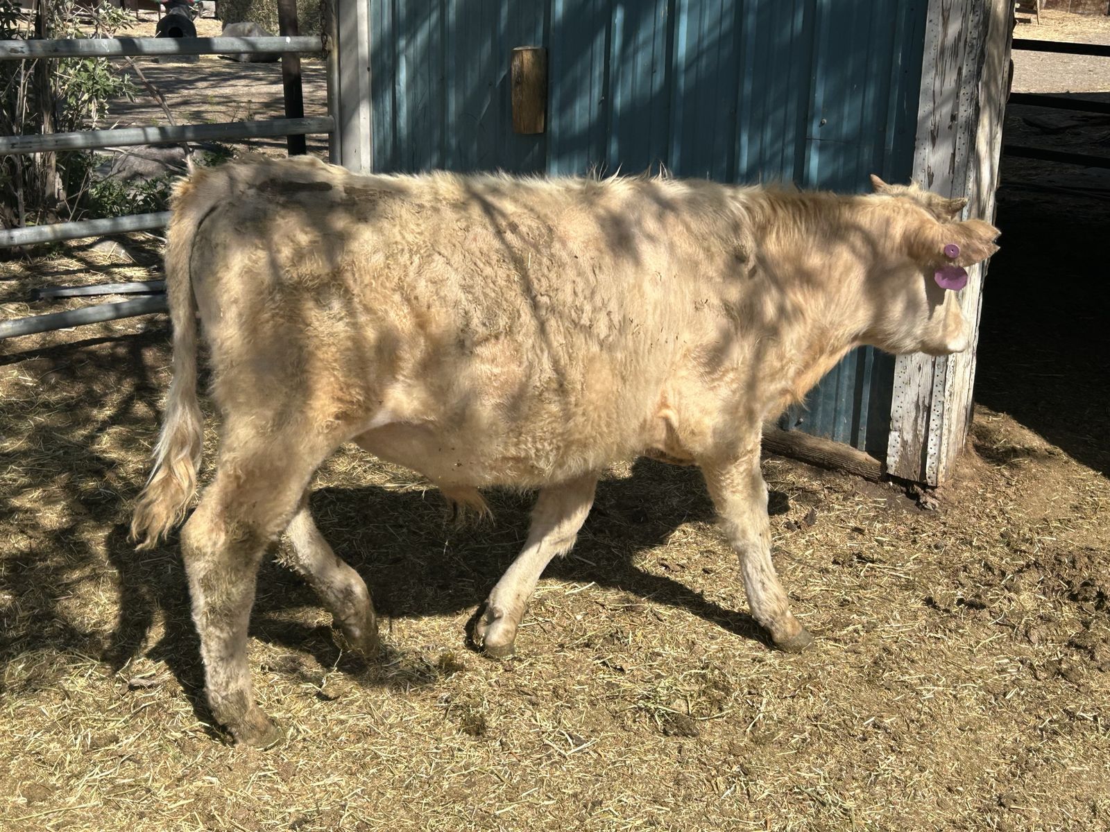 Charolais bull calf