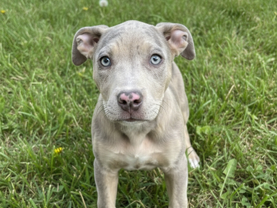 A164077 Rain, Available for Adoption