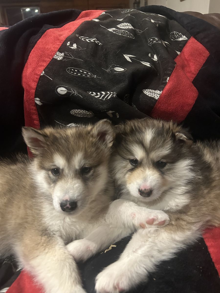 Hypoallergenic Golden Indian Dog Puppies