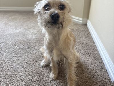 Chihuahua Schnauzer