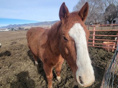 Amazing QH gelding