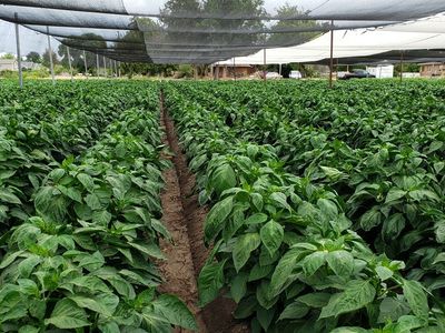 Shade House for Fruits and Vegetables