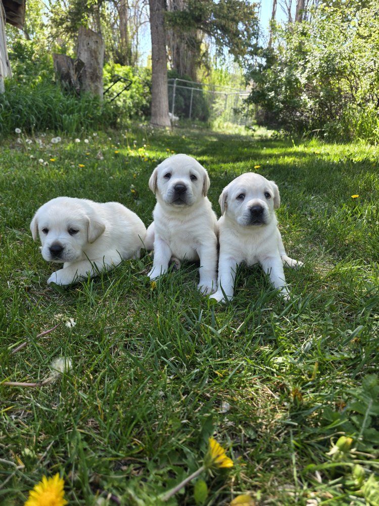 akc English lab
