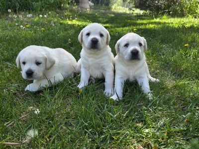 akc English lab