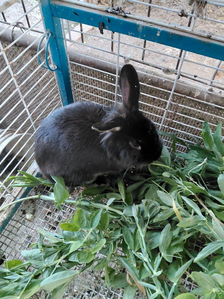 Lionhead mix Rabbit
