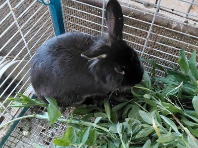 Lionhead mix Rabbit