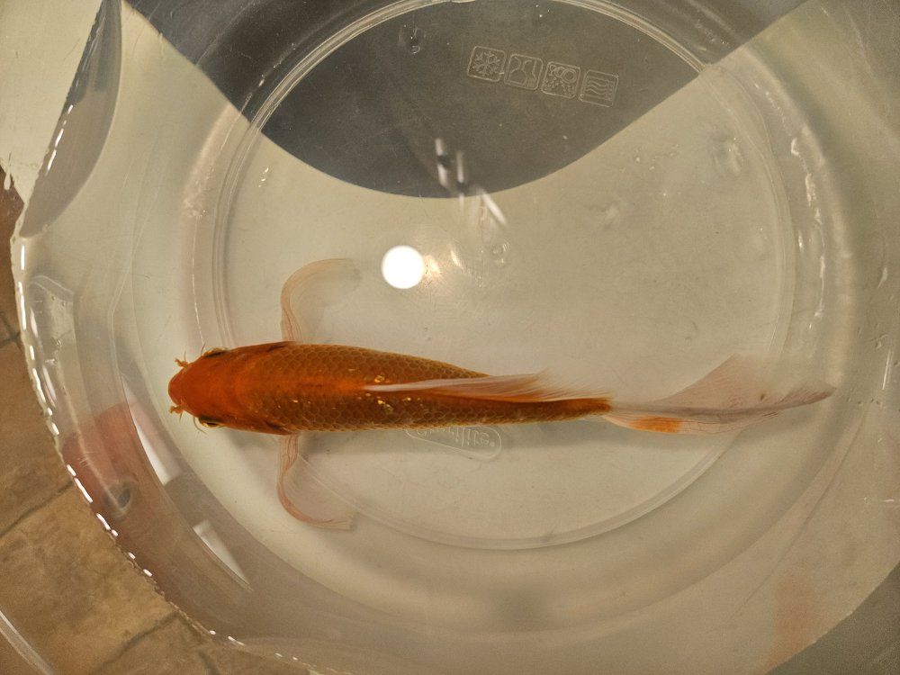 male butterfly/angel koi 9"