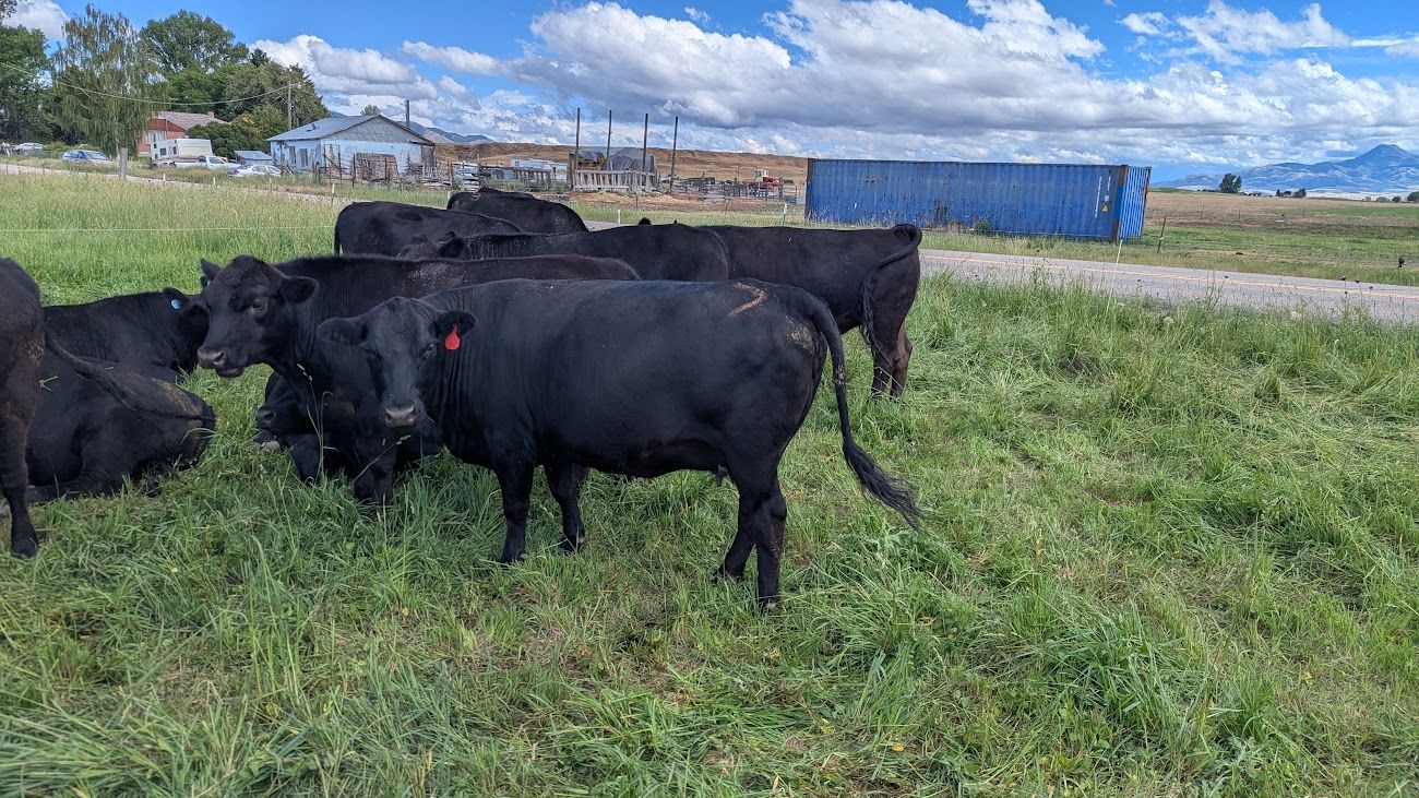 2 older cows ready to calve