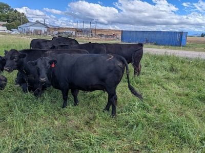 2 older cows ready to calve