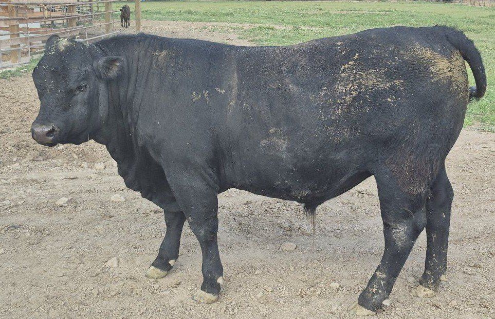 Bull for lease