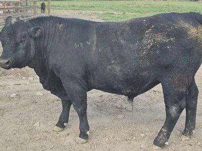 Bull for lease