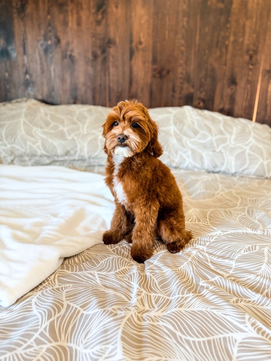 Micro Goldendoodle Stud Service 8 lbs