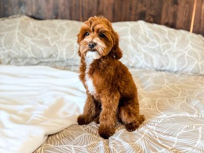 Micro Goldendoodle Stud Service 8 lbs