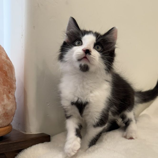 Unique Kittens! Black, and Cream Bicolors!