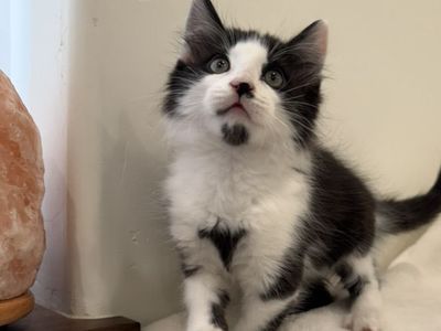 Unique Kittens! Black, and Cream Bicolors!