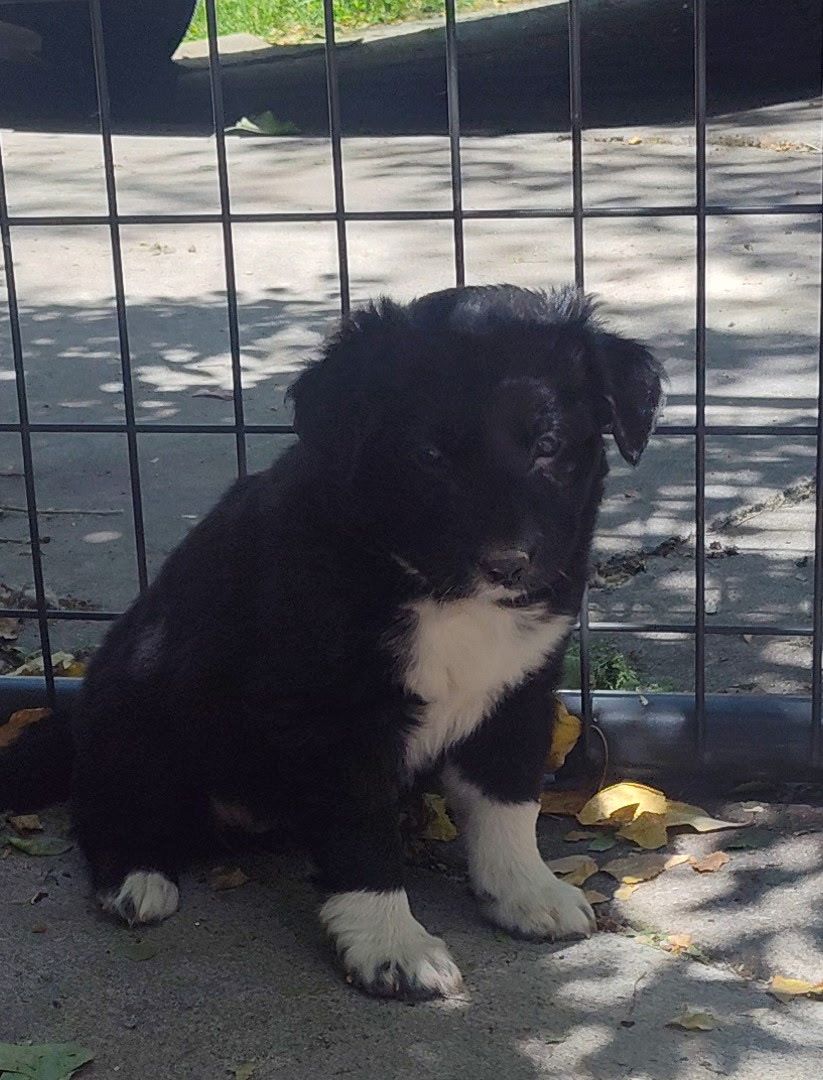 Austrian Shepherd @ Bofder college mix