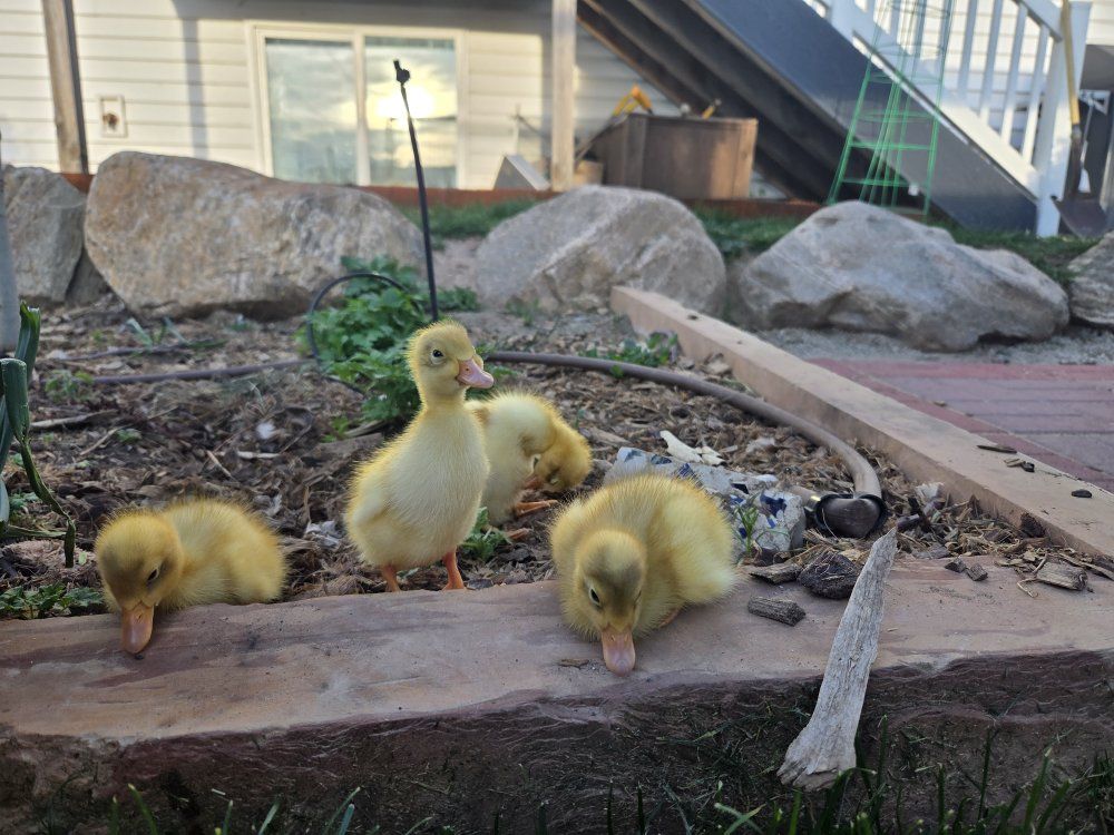 Indian Runner Ducklings