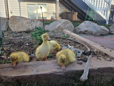 Indian Runner Ducklings