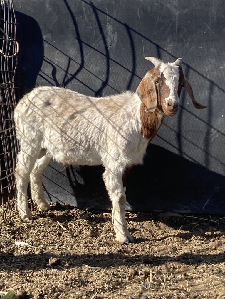 Will Take Any Free Goats