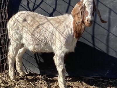 Will Take Any Free Goats