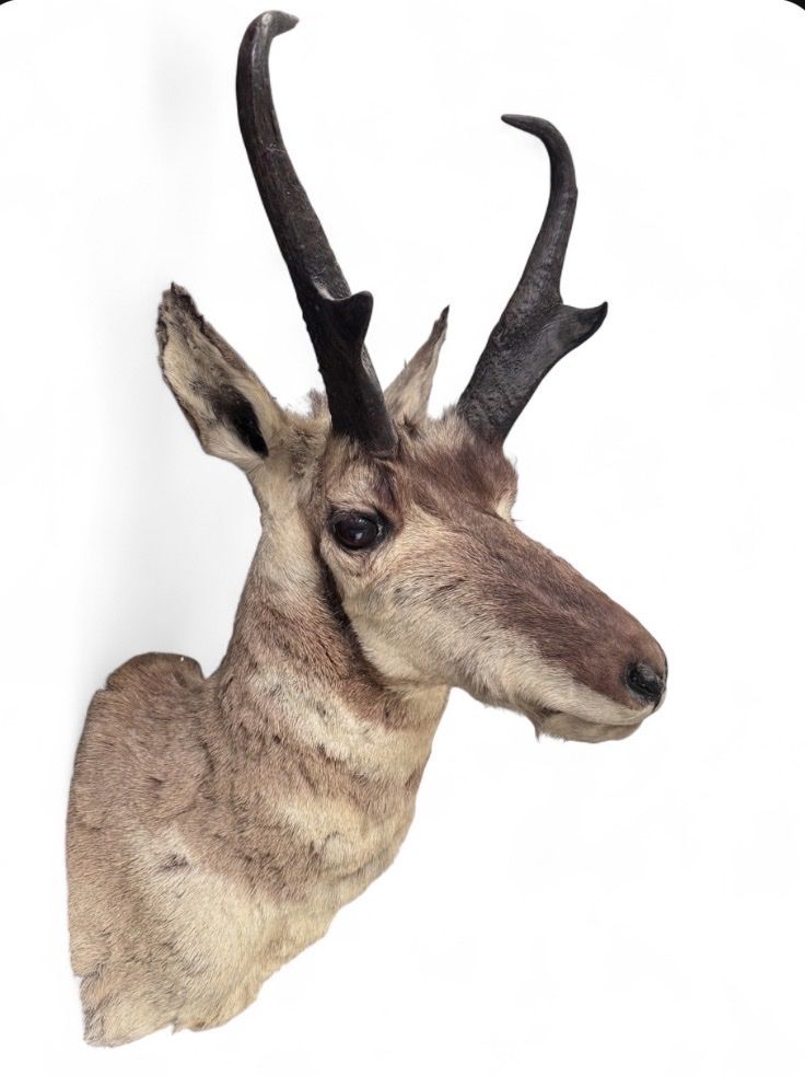 Vintage Pronghorn Antelope Taxidermy Shoulder Mount Western Wall Art Decor