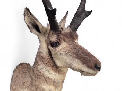 Vintage Pronghorn Antelope Taxidermy Shoulder Mount Western Wall Art Decor