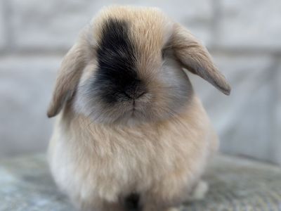 Harlequin Holland Lop Baby Girl