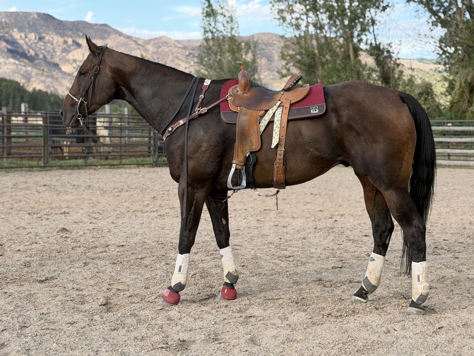 17hh 8yr AQHA GELDING SUPER BROKE, & LOTS OF FUN