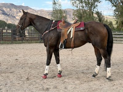 17hh 8yr AQHA GELDING SUPER BROKE, & LOTS OF FUN