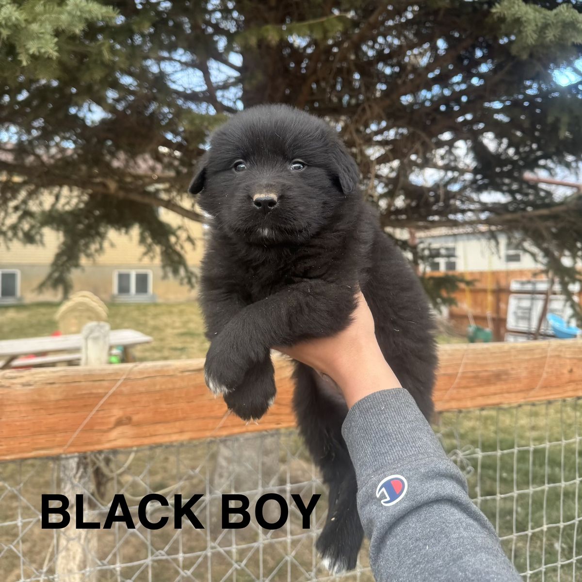 Golden Aussie Puppies