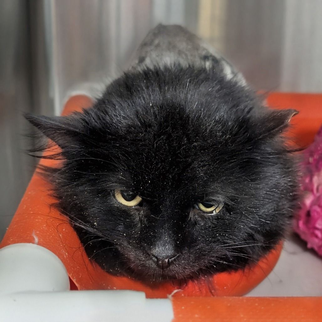 Hello my name is Truman