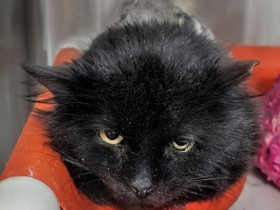 Hello my name is Truman